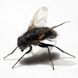 уничтожение мух, средства для уничтожения мух